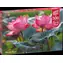 CHERRY PAZZI Puzzle Růžové květy lotusu / 500 dílků