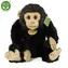 RAPPA Plyšový šimpanz 27 cm / ECO-FRIENDLY / od 0 měsíců