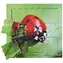 Just Jigsaws 602 Beruška a její životní cyklus - dřevěné vrstvené puzzle / 19 dílů / od 3 let