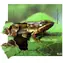 Just Jigsaws 604 Žába a její životní cyklus - dřevěné vrstvené puzzle / 19 dílů / od 3 let