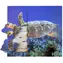 Just Jigsaws 605 Želva a její životní cyklus - dřevěné vrstvené puzzle / 19 dílů / od 3 let