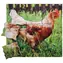 Just Jigsaws 640 Slepice a její životní cyklus - dřevěné vrstvené puzzle / 19 dílů / od 3 let
