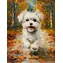 NORIMPEX Diamantové malování Maltézský pes / 30x40 cm