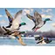 TREFL Puzzle Premium Plus Let divokých kachen / 1000 dílků / 68,3 x 48 cm