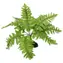 Repti Planet Rostlina kapradí Nephrolepis 20cm