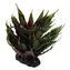 Repti Planet Rostlina sukulent Agave zelená 18cm