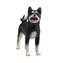 Mojo Animal Planet Pes Shiba Inu černý / od 3 let