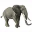 Collecta Slon africký / od 3 let