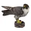 Collecta Sokol stěhovavý / od 3 let