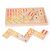 Bigjigs Toys Velké dřevěné domino / od 3 let