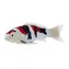 Mojo Kapr koi showa sanshoku / od 3 let