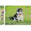GRAFIX Diamantové malování Husky / 40x50 cm
