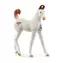 Schleich Zvířátko - Hříbě marwari / od 3 let