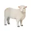 Mojo Ovce romney marsh / od 3 let