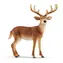 Schleich Wild Life 14818 Jelenec běloocasý / od 3 let