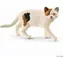 Schleich Farm World 13894 Americká kočka krátkosrstá/ od 3 let
