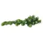Lucky Reptile Turtle Plants Horn Fern cca 40 cm