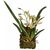 Lucky Reptile Jungle Plants kvetoucí Závěsná orchidej - bílá cca 20x30 cm