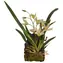 Lucky Reptile Jungle Plants kvetoucí Závěsná orchidej - bílá cca 20x30 cm