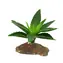 Lucky Reptile-Sukulenty Agave malé cca 10 cm