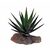 Lucky Reptile-Sukulenty Tiger Aloe cca 8 cm
