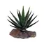 Lucky Reptile-Sukulenty Tiger Aloe cca 8 cm