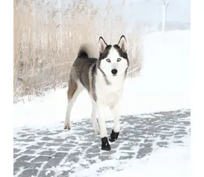 TRIXIE Ochranné botičky WALKER ACTIVE M 2 ks / Kokršpaněl
