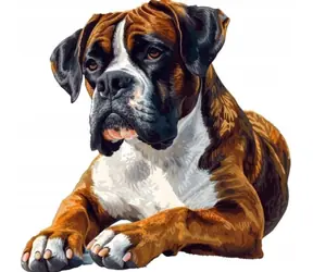 NORIMPEX Diamantové malování Boxer / 30x40 cm