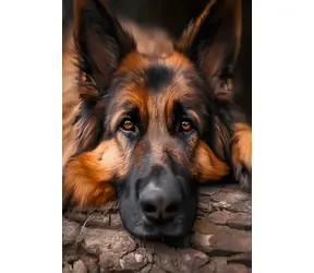 NORIMPEX Diamantové malování Odpočívající německý ovčák / 30x40 cm