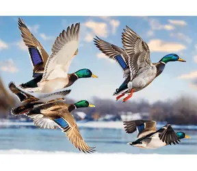 TREFL Puzzle Premium Plus Let divokých kachen / 1000 dílků / 68,3 x 48 cm