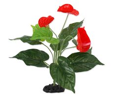 Repti Planet Rostlina kvetoucí Anthurium 40cm