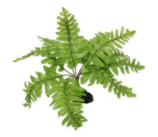 Repti Planet Rostlina kapradí Nephrolepis 20cm