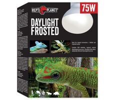 Repti Planet žárovka Daylight Frosted 75W