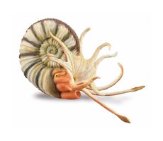 Collecta Pleuroceras amonit / od 3 let