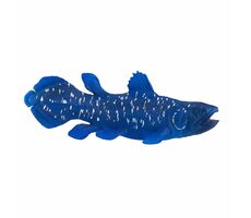Mojo Animal Planet Coelacanth / od 3 let