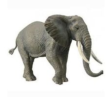 Collecta Slon africký / od 3 let
