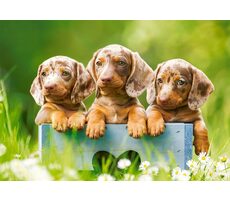 Castorland 53585 Roztomilí jezevčíci / 500 dílků / od 9 let