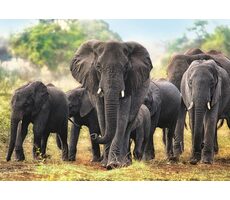 Trefl - Puzzle - Aftičtí sloni / 1000 dílků / 68.3 x 48 cm / věk 12+