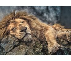 Trefl - Puzzle - Spicí lev / 1000 dílků / 68.3 x 48 cm / věk 12+