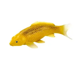 Mojo Kapr koi kin matsuba ú od 3 let