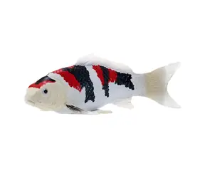 Mojo Kapr koi showa sanshoku / od 3 let