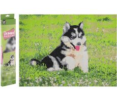 GRAFIX Diamantové malování Husky / 40x50 cm