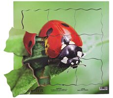 Just Jigsaws 602 Beruška a její životní cyklus - dřevěné vrstvené puzzle / 19 dílů / od 3 let