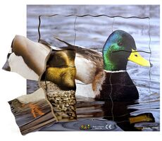 Just Jigsaws 603 Kačer a jeho životní cyklus - dřevěné vrstvené puzzle / 19 dílů / od 3 let