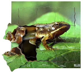 Just Jigsaws 604 Žába a její životní cyklus - dřevěné vrstvené puzzle / 19 dílů / od 3 let