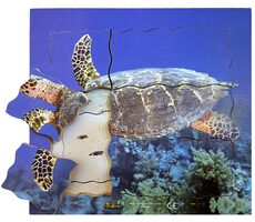 Just Jigsaws 605 Želva a její životní cyklus - dřevěné vrstvené puzzle / 19 dílů / od 3 let