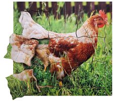 Just Jigsaws 640 Slepice a její životní cyklus - dřevěné vrstvené puzzle / 19 dílů / od 3 let