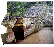 Just Jigsaws 641 Krokodýl a jeho životní cyklus - dřevěné vrstvené puzzle / 19 dílů / od 3 let