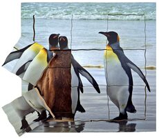 Just Jigsaws 642 Tučňák a jeho životní cyklus - dřevěné vrstvené puzzle / 19 dílů / od 3 let