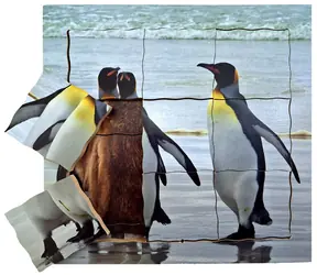 Just Jigsaws 642 Tučňák a jeho životní cyklus - dřevěné vrstvené puzzle / 19 dílů / od 3 let